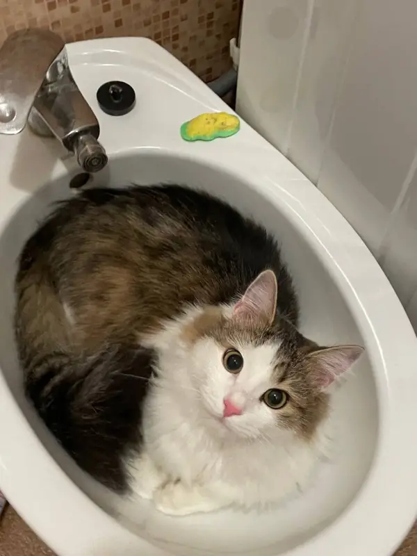 Фото Кіт Тімур Модель для реклами