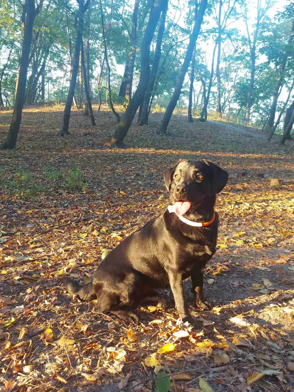 Фото Лабрадор для зйомки (фото/відео, реклама..)