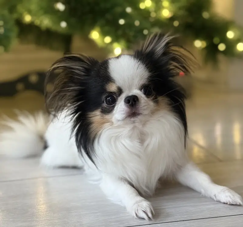 Фото Ексклюзивна, вухата, пухнаста, маленька, карликова, мініатюрна, чіхуа.