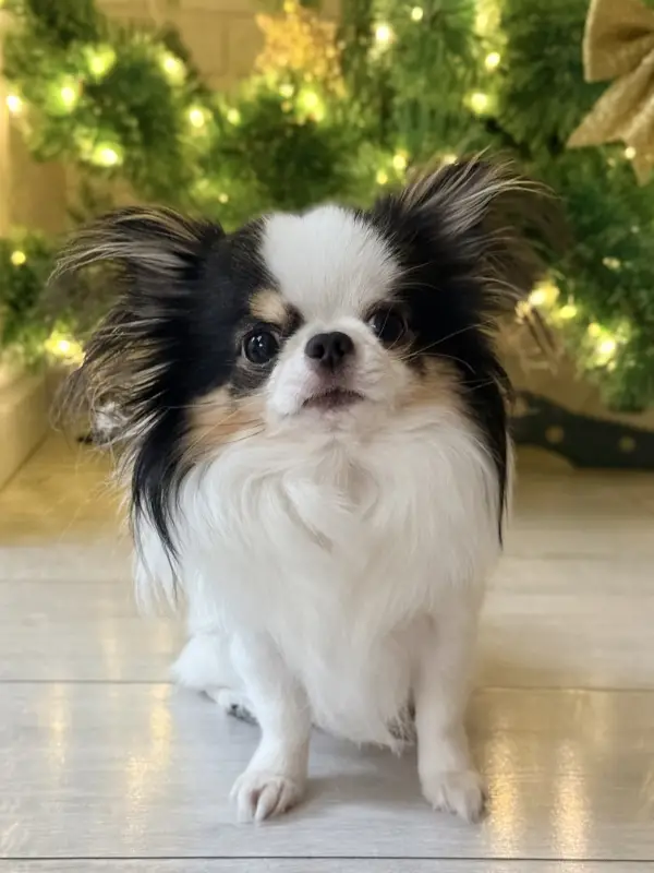 Фото Ексклюзивна, вухата, пухнаста, маленька, карликова, мініатюрна, чіхуа.