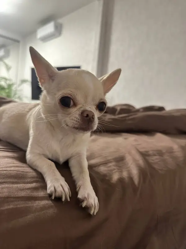 Фото Єва, 5 років для фото-відео зйомок реклами