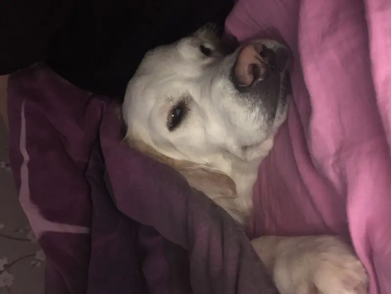 Фото Золотистий ретрівер звати Белла