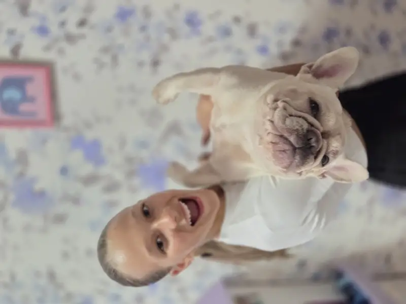 Фото Французький бульдог Еммі, окрас крем.