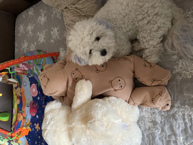 Фото Адель, порода Бішон Фрізе, дівчинка 2,5 року, для фото-відео-рекламних зйомок