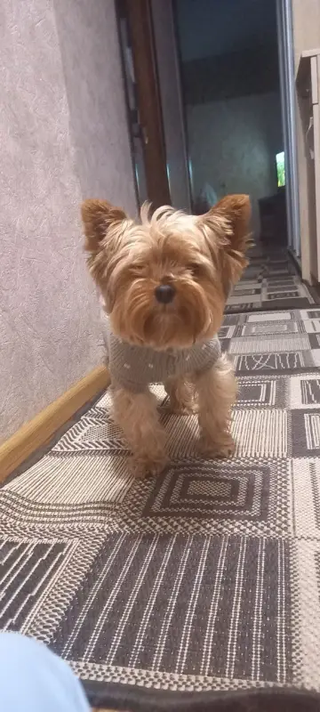 Фото Фотосесія песика