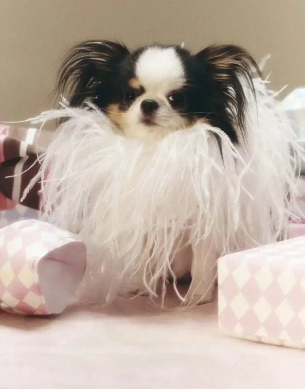 Фото Ексклюзивна, вухата, пухнаста, маленька, карликова, мініатюрна, чіхуа.