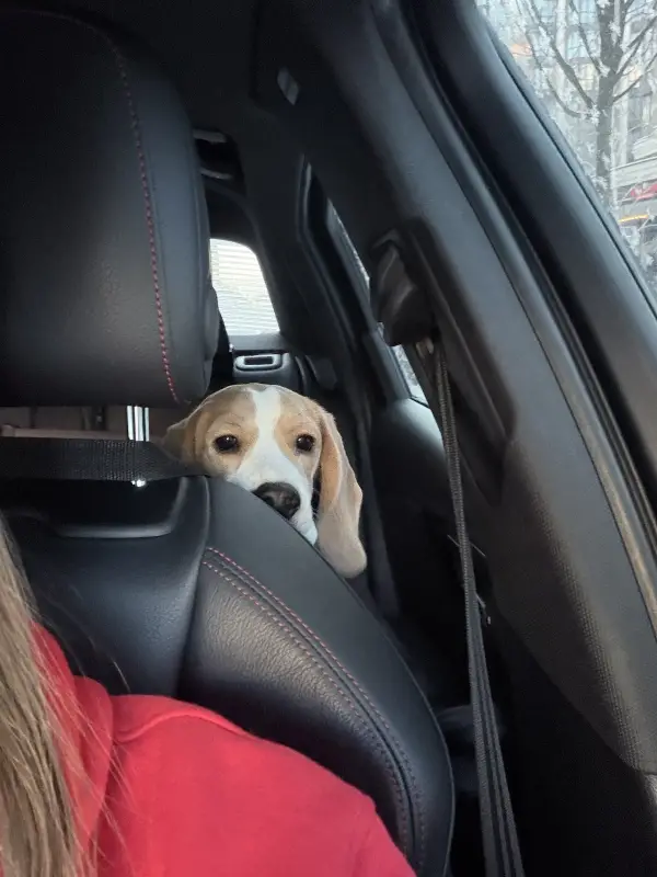 Фото Дівчинка Бігль