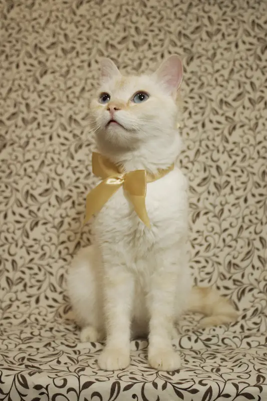 Фото Котики для реклами відео/фото