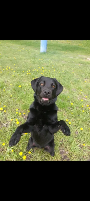 Фото Лабрадор для зйомки (фото/відео, реклама..)