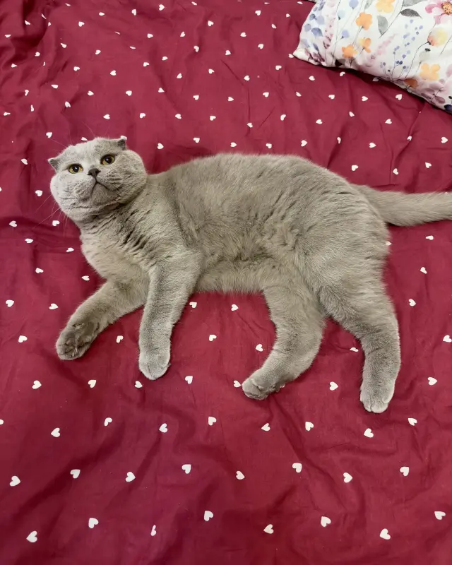 Фото Шпіц Мей та шотландський вісловухий для зйомок