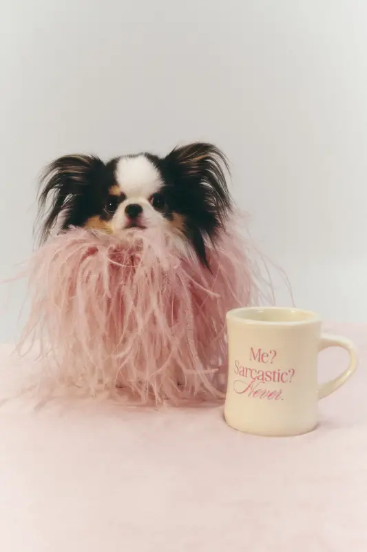 Фото Ексклюзивна, вухата, пухнаста, маленька, карликова, мініатюрна, чіхуа.