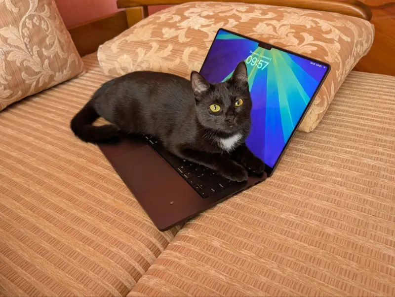 Фото Кішка для зйомок фото-відео реклами