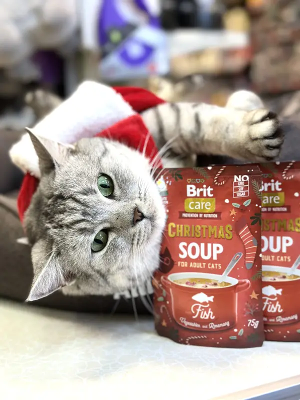 Фото Кішка скотіш страйт 