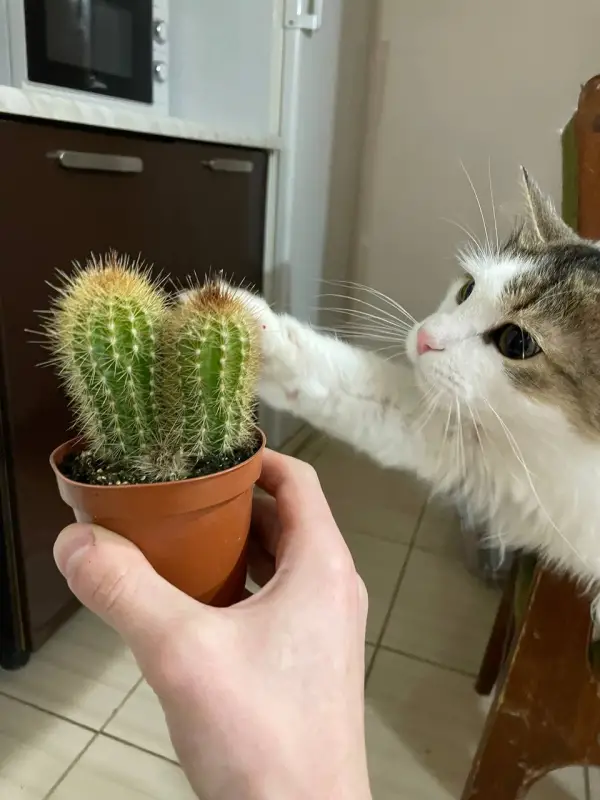 Фото Кіт Тімур Модель для реклами